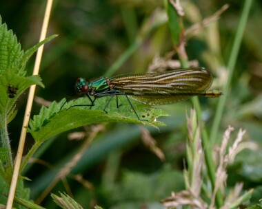 bandeddemoiselle110721b Banded Demoseille Lakenheath Fen, Suffolk