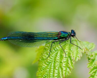 bandeddemoiselle170524b Banded Demoiselle Dixton, Wales