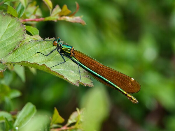 Beautiful Demoseille