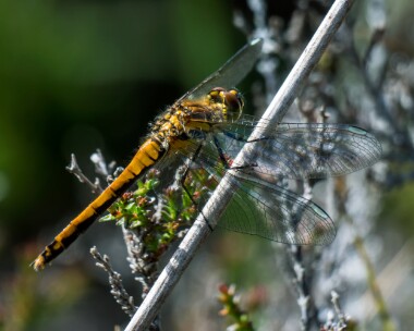 blackdarter180720 Black Darter Stoney Mountain, Isle of Man