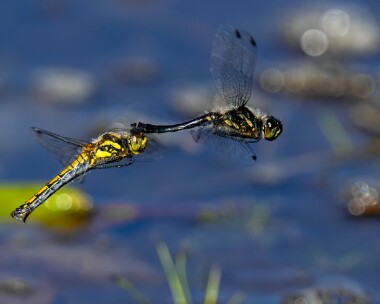 blackdarter270822 Black Darter Kilabrega, Isle of Man