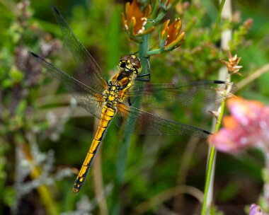 blackdarter290723 Black Darter Stoney Mountain, Isle of Man