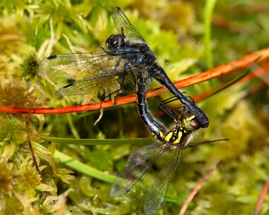 blackdarter300824 Black Darter Stoney Mountain, Isle of Man
