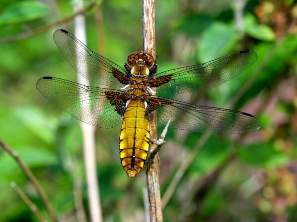 Broad-bodied Chaser