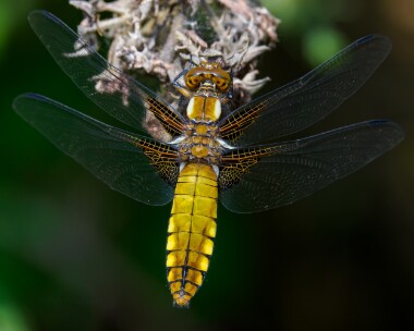 bbchaser120524 Broad-bodied Chaser Higher Hyde heath, Dorset