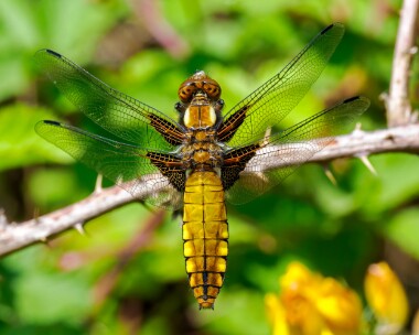 bbchaser120524d Broad-bodied Chaser Higher Hyde heath, Dorset