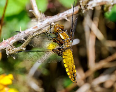 bbchaser120524e Broad-bodied Chaser Higher Hyde heath, Dorset