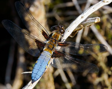 bbchaser120524s Broad-bodied Chaser Morden Bog, Dorset