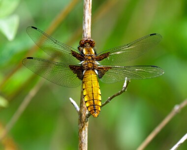 bbchaser190522 Broad-bodied Chaser Higher Hyde Heath, Dorset