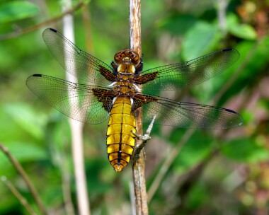 bbchaser190522b Broad-bodied Chaser Higher Hyde Heath, Dorset