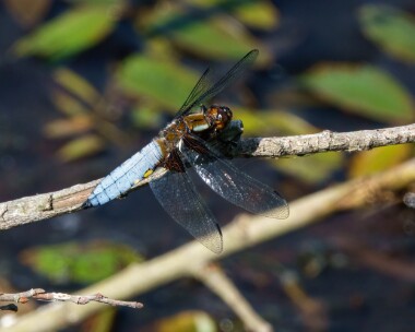 bbchaser190522d Broad-bodied Chaser Morden Bog, Dorset
