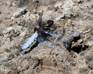 broadbodiedchaser260617 Broad-bodied Chaser Thursley, Surrey