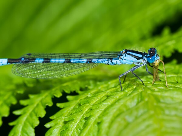 Common Blue Damselfly