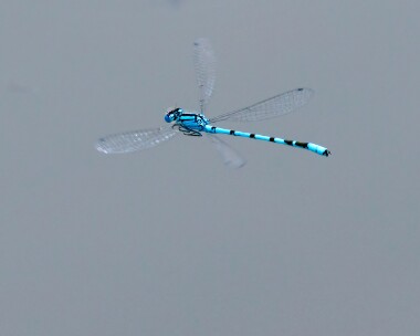 _6180132 Common Blue Damselfly Ballannette, Isle of Man