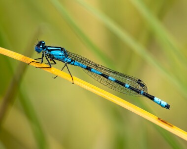 commonbluedam020723s Common Blue Damselfly Uath Lochans, Scotland