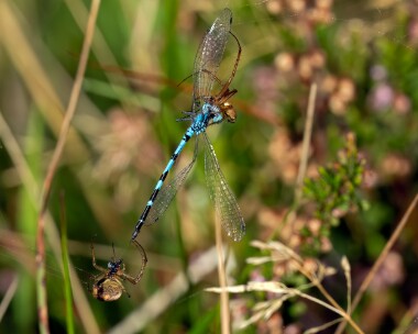 commonbluedam080923 ex Common Blue Damselfly Conrhenny, Isle of Man