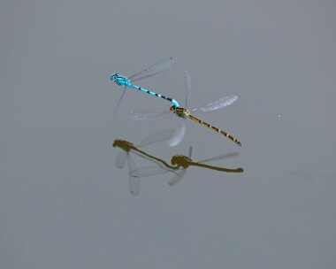 commonbluedam180622b Common Blue Damselfly Ballannette, Isle of Man