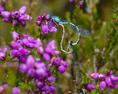 commonbluedamselfly090722b Common Blue Damselfly Kilabrega, Isle of Man