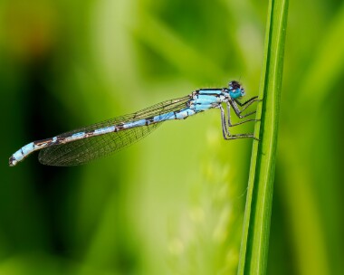 commonbluedamselfly110524 Common Blue Damselfly Ham Wall, Somerset