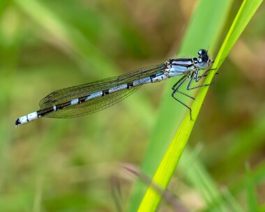 commonbluedamselfly230523b Common Blue Damselfly Rosehill Quarry, Isle of Man