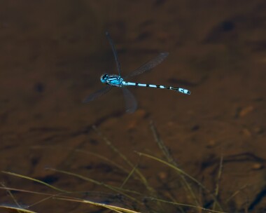 commonbluedamselfly290523 Common Blue Damselfly Kilabrega, Isle of Man