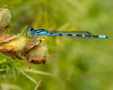 commonbluedamselfly290623 Common Blue Damselfly Loch Loyne, Scotland