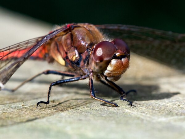Common Darter