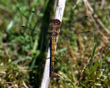 commondarter060720 Common Darter Stoney Mountain, Isle of Man