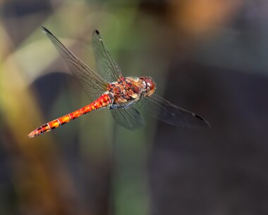 commondarter060723 Common Darter Loch Bran, Scotland
