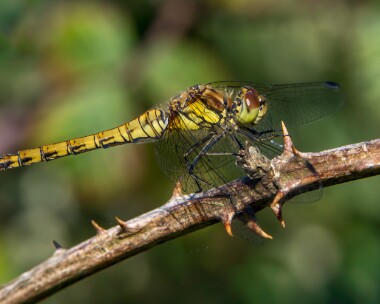 commondarter060725