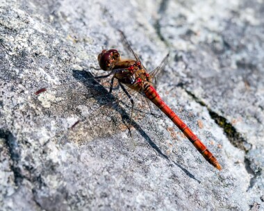 commondarter060920 Common Darter Point of Ayre, Isle of Man