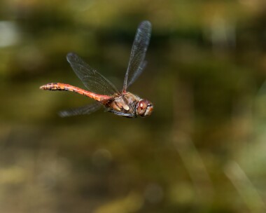 commondarter070822 Common Darter Conrhenny, Isle of Man