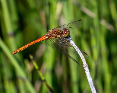 commondarter140822 Common Darter Kionslieu, Isle of Man