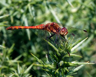 commondarter180721 Common Darter Point of Ayre