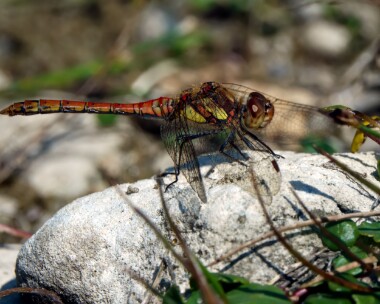 commondarter180721b Common Darter Point of Ayre