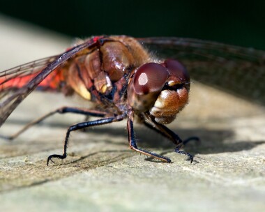 commondarter180910 Common Darter Hickling Broad, Norfolk