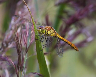 commondarter180910b Black Darter South Barrule, Isle of Man