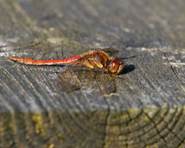 commondarter191024 Common Darter Ballanette, Isle of Man