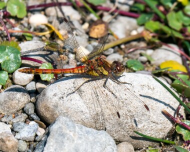 commondarter200719 Common Darter Ayres, Isle of Man