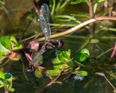 commondarter200920 Common Darter Douglas, Isle of Man