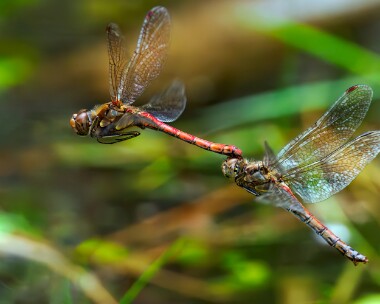 commondarter200923s Common Darter Wells Woods, Norfolk