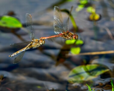 commondarter220923 Common Darter Kelling Heath, Norfolk