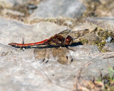 commondarter310819 Common Darter Ballanette, Isle of Man