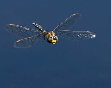 commonhawker100726 Common Hawker Stoney Mountain, Isle of Man