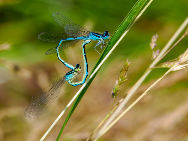 Dainty Damselfly
