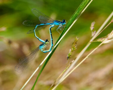 daintydamselfly230624 Dainty Damselfly Oare Marshes, Kent