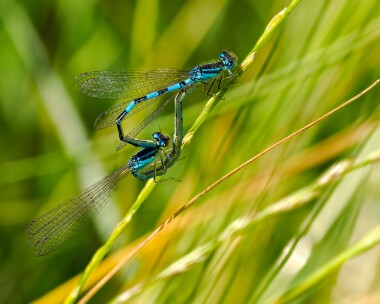 daintydamselfly230624e Dainty Damselfly Oare Marshes, Kent