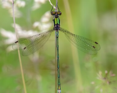 emeralddam030723 Emerald Damselfly Uath Lochans, Scotland