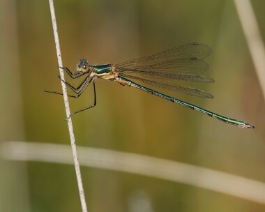 emeralddam100726 Emerald Damselfly Stoney Mountain, Isle of Man