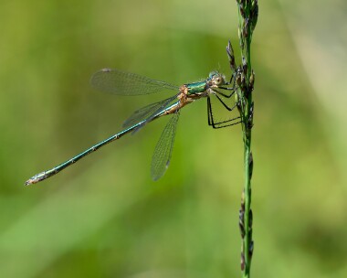 emeralddam180726 Emerald Damselfly Stoney Mountain, Isle of Man